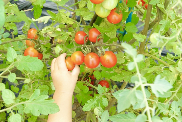 野菜に親近感を持たせる